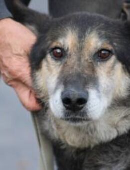 Meto - sehr zutraulich u. verschmust - Lohra