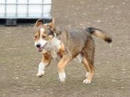 Duke möchte adoptiert werden - München
