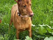 XERES - besonders liebenswerter Galgo - Kempen