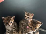 Reinrassige Bengal kitten zu verkaufen - Bremen