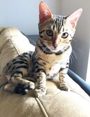 Weibliches Bengalkätzchen in 32657