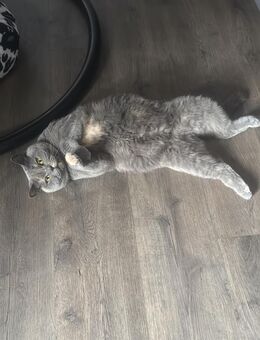 Bkh kitten - Werlte