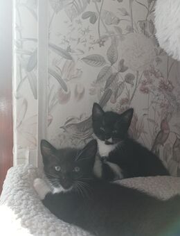 Kitten zu verkaufen / Babykatzen Mischlinge - Ruppichteroth