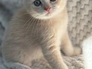 BKH/BLH-Mix – 4 süße Kater suchen ein liebevolles Zuhause (mit Impfung & Entwurmung) - Düsseldorf