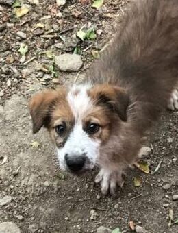 Hanuta 47 cm - Alpenrod