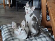 Süße Kitten suchen neues Zuhause - Neuwied