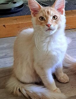 Maine Coon-Schmusemonster sucht Dosenöffner - Dresden