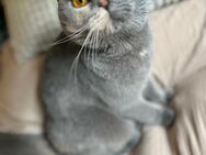Britisch Kurzhaar / mischling Hauskatze - Leverkusen