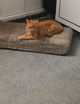 Lumi der Schmusekater - Annaberg-Buchholz