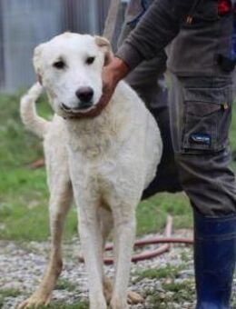 Amal - sehr verspielt u. zutraulich - Lohra