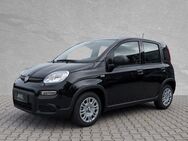 Fiat Panda, # # # # #, Jahr 2022 - Weiden (Oberpfalz)