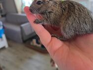 Degu babys - Süßen