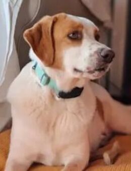 ADUA - eine tolle Hündin - Regensburg