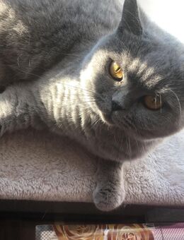 Eine wundervolle und anhängliche BKH-Katze (BLAU) sucht ein dauerhaftes Zuhause. - Biberach (Riß)