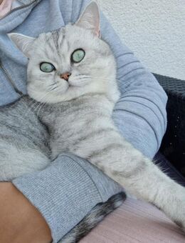 BKH Deckkater mit Grüne Augen Silver Shaded (kein Verkauf) - Schauenburg