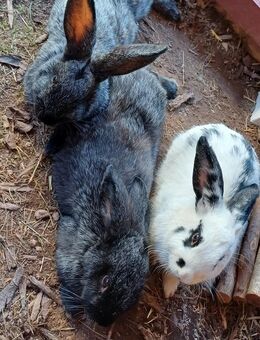 2 Deutsche Riesen Rammler 5 Monate - Illingen (Saarland)