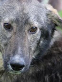 Cady - unkompliziert u. kinderlieb - Lohra