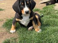 Entlebucher-Appenzeller - Hiddenhausen