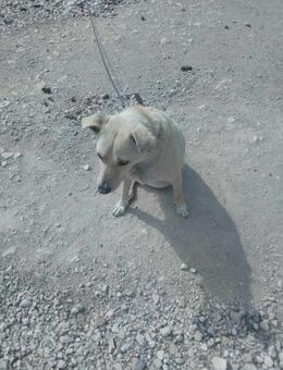 Tapfere kleine Hündin Lara - Augsburg