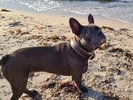 Piet 6 Jahre alt französische Bulldogge - Hamburg