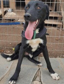 Marley - Mr. Sunshine - Mettmann