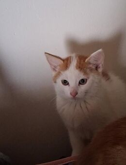 Baby Katzen abzugeben - Ibbenbüren