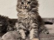 Maine Coon Kitten - Haar