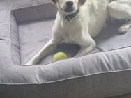 ❤️Miley❤️ sucht ihr Körbchen für immer - Freilassing