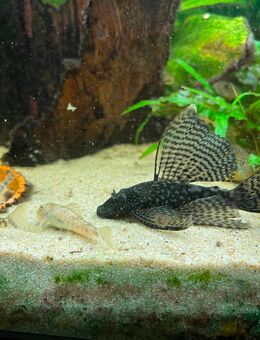 Antennenwelse Ancistrus Long Fin - Putztruppe fürs Aquarium - Zossen Zentrum
