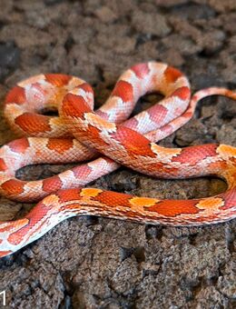 Hypo Blood - Schwelm