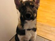 Husky-Border Mix 6 Monate alt - Schwedt (Oder)