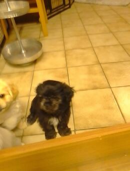 Bolonka Zwetna - Wesendorf