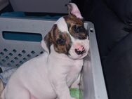 Jack-Russell/Franz. Engl. Bulldog-Mix Welpen - Schwentinental