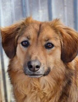 Berry sucht ein liebevolles Zuhause - Bochum