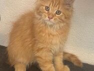 Maine Coon Kitten reinrassig - Hahn