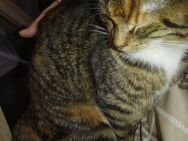 Zuverschenken 2jährige Katzen Dame sucht dringend ein Zuhause wegen sterbefall - Koblenz