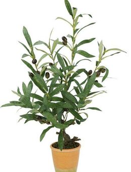 Kunstpflanze Künstlicher Olivenbaum mit schwarzen Früchten, I.GE.A., Höhe 57 cm, Olive Mediterran Ölbaum Grünpflanze Kunstbaum Dekobaum Baum