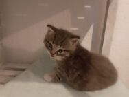 BKH-Mix-Kitten suchen ein Zuhause - Marl (Nordrhein-Westfalen)