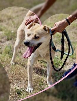Sozialer AARON ist ein guter Hund ♥️‼️ - München