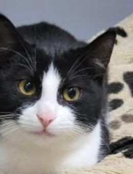 Mittens sucht seine Familie - Rambin