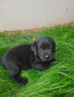 Zwei wunderschöne Labrador - Welpen - Lützen