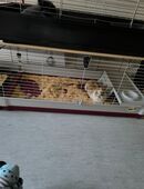 Reinrassige löwenkopf Teddy Zwergkaninchen in 32427