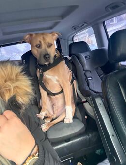 Bambino sucht ein neues Zuhause - Hamburg