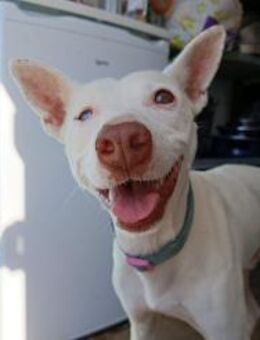 Eliott - Unsichtbarer Traumhund! - Freudenstadt