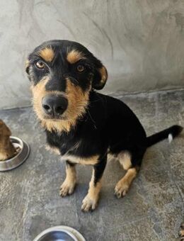 Fröhliche Conny - Eichenzell