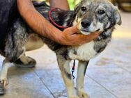 *Charlie Girl* liebes + hübsches Mädchen - Overath