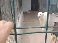 Dana wartet im Tierheim - Köln