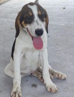 ROMERO - eine Schmusebacke...... - Kempen