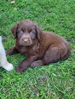 Labrador Mix Welpen - Golßen