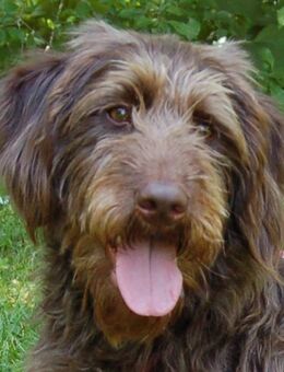 Ilse - Labradoodle - 1 Jahr - Tierhilfe Franken e.V. - Lauf (Pegnitz) Zentrum